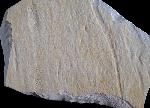 Rollspur eines Ammoniten (Perisphinctes) + Schleifspur indet. - Bild © FossNet FossilienStore